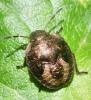Peribalus strictus vernalis